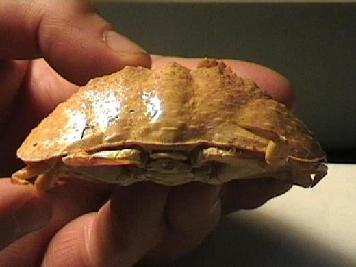 calappa hepatica from Madagascar 04.JPG